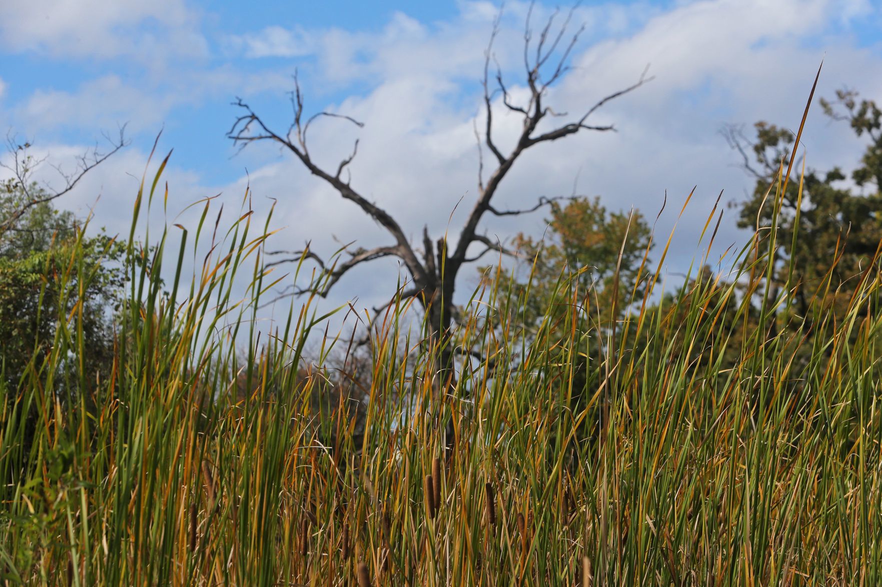 Fall Arrives in the St. Louis region